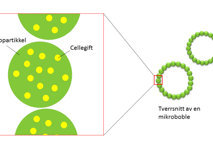 Figur 1: Skjematisk illustrasjon av nanopartiklene som inneholder cellegift, og som danner små mikrobobler med gass. Nanopartiklene er ca 150 nm i diameter, og mikroboblene ca 2-3 µm.