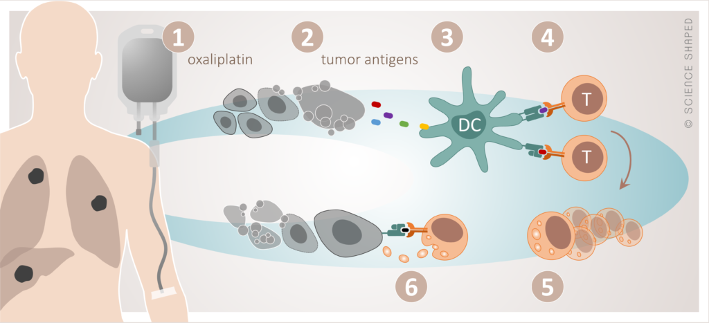 Figur 1. Immunogen celledød. Cytotoksisk celleskade gjennom til dømes oxaliplatin (1) fører til utslepp av tumorantigen frå døyande tumorceller (2). Desse antigena blir tekne opp av dendrittiske celler (3) og presenterte for cytotoksiske T-celler (4), som blir aktiverte. Dette resulterer i klonal proliferasjon av aktuelle T-cellepopulasjonar (5), som i prinsippet kan gå til åtak på systemiske tumormanifestasjonar (6).