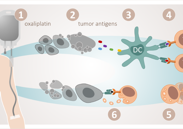 Figur 1. Immunogen celledød. Cytotoksisk celleskade gjennom til dømes oxaliplatin (1) fører til utslepp av tumorantigen frå døyande tumorceller (2). Desse antigena blir tekne opp av dendrittiske celler (3) og presenterte for cytotoksiske T-celler (4), som blir aktiverte. Dette resulterer i klonal proliferasjon av aktuelle T-cellepopulasjonar (5), som i prinsippet kan gå til åtak på systemiske tumormanifestasjonar (6).