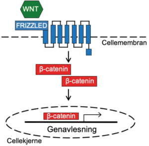 Figur 5.WNT styrer uttrykket av viktige gener relatert til celledeling, ­apoptose og cellemotilitet. Signalveien aktiveres ved at WNT-proteinet binder seg til en reseptor på overflaten av cellen, som igjen fører til at proteinet b-catenin akkumulerer, translokerer til cellekjernen og aktiverer transkripsjon. Vi har vist at WNT er oppregulert i kreftstamceller fra ­glioblastom, og at ved å blokkere WNT-signalet kan vi redusere celle­delingshastigheten med > 50 % uten å påvirke de normale hjernestam­cellene. Copyright forfatterne.